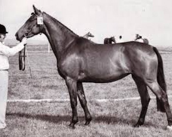 Zuchtstute Stella (Schwedisches Warmblut, 1964, von Biarritz)