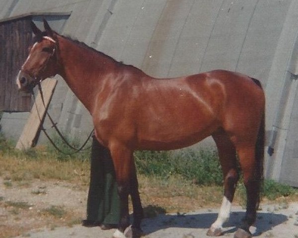 Zuchtstute Desire Skovlund (Schwedisches Warmblut,  , von Drabant)