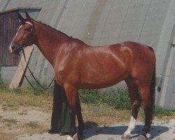 Zuchtstute Desire Skovlund (Schwedisches Warmblut,  , von Drabant)