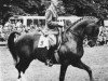 stallion Brisad (Swedish Warmblood, 1965, from Drabant)