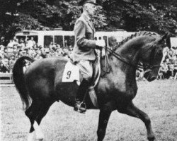 Deckhengst Brisad (Schwedisches Warmblut, 1965, von Drabant)