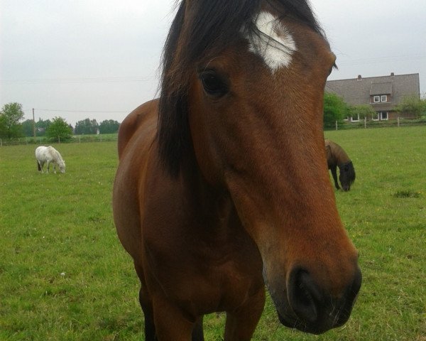 Zuchtstute Peppermint Patty (Deutsches Reitpony, 2012, von MP Nina's Boy)