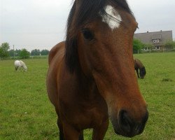 Zuchtstute Peppermint Patty (Deutsches Reitpony, 2012, von MP Nina's Boy)