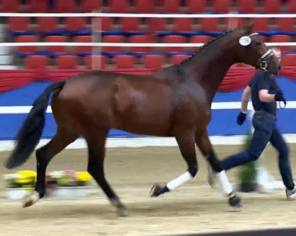 dressage horse Bergolio (Oldenburg, 2011, from Bordeaux 28)