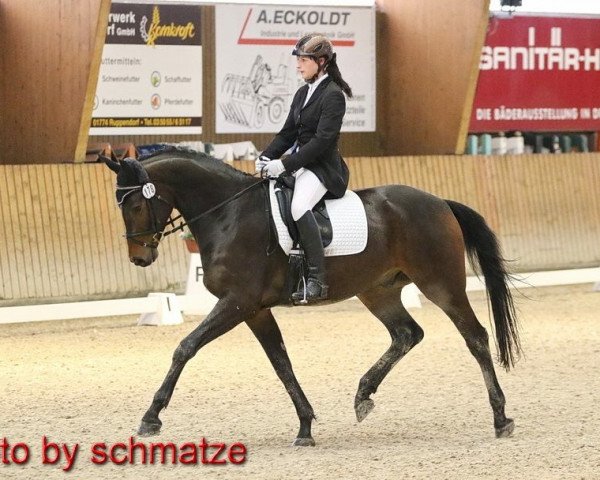 jumper Hot Charlie B (German Sport Horse, 2011, from Hot Spirit)