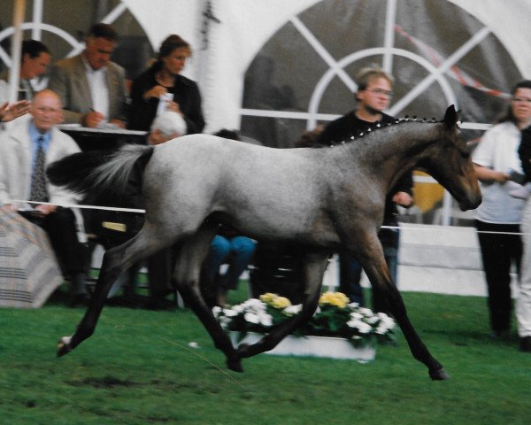 Pferd Marlen (Deutsches Reitpony, 2001, von Davignon)