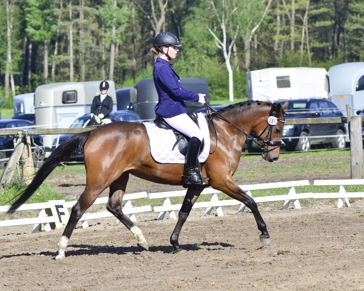 Zuchtstute Leevke Deluxe WE (Deutsches Reitpony, 2011, von Dance Star AT NRW)