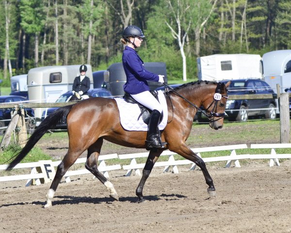 broodmare Leevke Deluxe WE (German Riding Pony, 2011, from Dance Star AT)