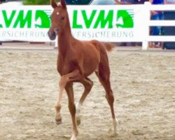 dressage horse Fireflake (Westphalian, 2016, from Franziskus FRH)