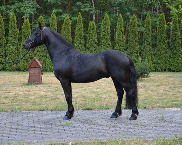 horse Niukas (Polish Pony, 2008)