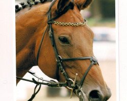 broodmare Piona (Westphalian, 1995, from Pierot I)