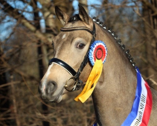 stallion Lehnsmanns Canterbury (German Riding Pony, 2012, from Steendieks Champ of Glory)