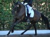 dressage horse Royal Flash K (Oldenburg, 2006, from Rubin Royal OLD)