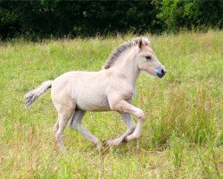 dressage horse Kisaro (Fjord Horse, 2016, from Kalino)