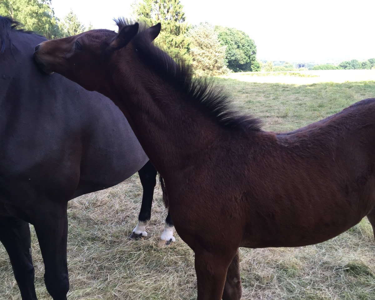 jumper Charisma von Lünzum (Westphalian, 2016, from Chacco's Son II)