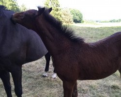 Springpferd Charisma von Lünzum (Westfale, 2016, von Chacco's Son II)