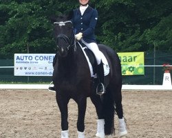 dressage horse Floh 215 (Hanoverian, 2009, from First Dance)