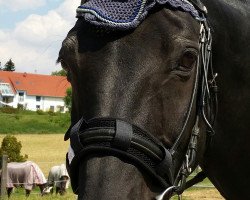 dressage horse Renucci 1 (Westphalian, 1991, from Royal Angelo I)