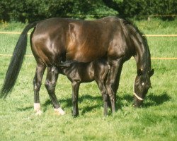 broodmare Gräfin (Westphalian, 1979, from Grünhorn III)