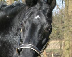 broodmare Ronja (Westphalian, 1993, from Royal Angelo I)