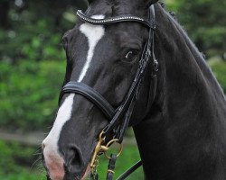 dressage horse Dr. Who (Hanoverian, 2004, from Del Piero)