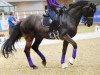 Dressurpferd Gb Cazzago C (Schweizer Warmblut, 1997, von Campari M)