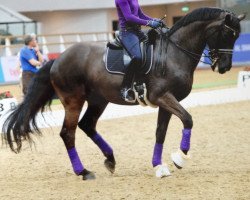 dressage horse Gb Cazzago C (Swiss Warmblood, 1997, from Campari M)