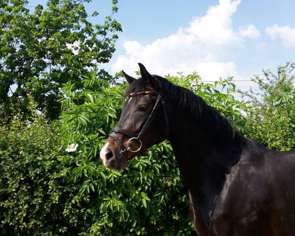 dressage horse Ruby Ww (Westphalian, 2013, from Riccione)