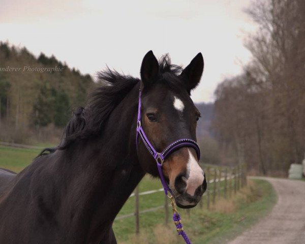 horse Wonder 55 (Hanoverian, 2002, from Waterford)