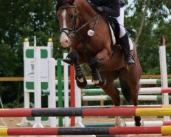 stallion Pink Floyd 65 (German Riding Pony, 2009, from Principal Boy)