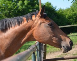 broodmare Barbarina V (Trakehner, 1998, from Tivano)