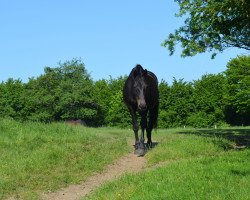 Zuchtstute Ilinka (Trakehner, 1994, von Giorgio Armani)