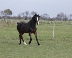 Springpferd Splien (Deutsches Reitpony, 2001, von Domiro)