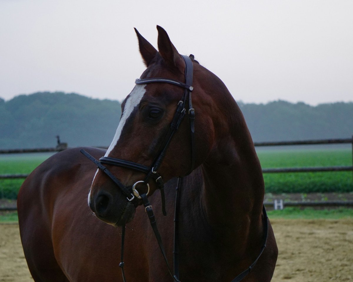 jumper Zaron van Bodega (KWPN (Royal Dutch Sporthorse), 1994, from Zodiak)