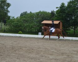 dressage horse Rita 113 (Hanoverian, 2010, from Retoucheur)