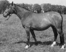 broodmare Donetta (Swedish Warmblood, 1963, from Biarritz)