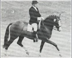 Deckhengst Emir (Schwedisches Warmblut, 1968, von Gaspari)