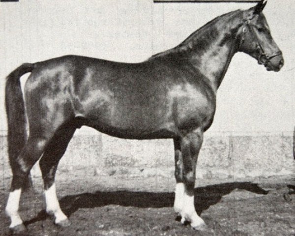stallion Juan (Swedish Warmblood, 1952, from Varolio)