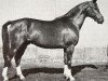 stallion Juan (Swedish Warmblood, 1952, from Varolio)