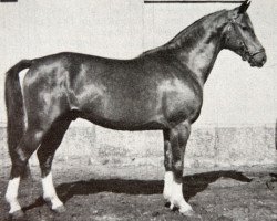 Deckhengst Juan (Schwedisches Warmblut, 1952, von Varolio)