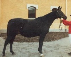 Zuchtstute Josephine (Schwedisches Warmblut, 1968, von Juan)