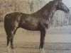 stallion Bayard (Swedish Warmblood, 1977, from Hartung)