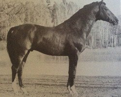 Deckhengst Bayard (Schwedisches Warmblut, 1977, von Hartung)