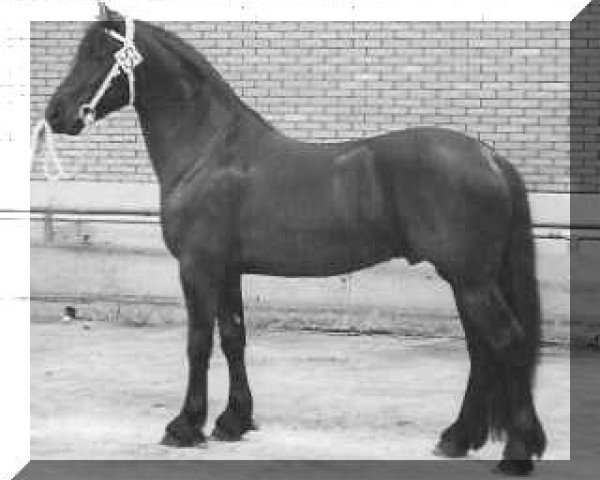 stallion Tsjomme 329 (Friese, 1990, from Peke 268)