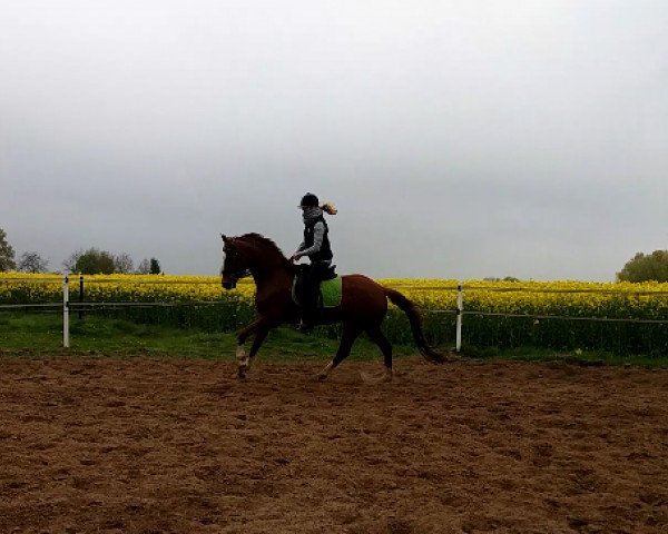 dressage horse Belini (Westphalian, 2011, from Blickpunkt 4)