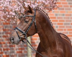 Deckhengst Velvet Dancer (Westfale, 2011, von Vitalis)