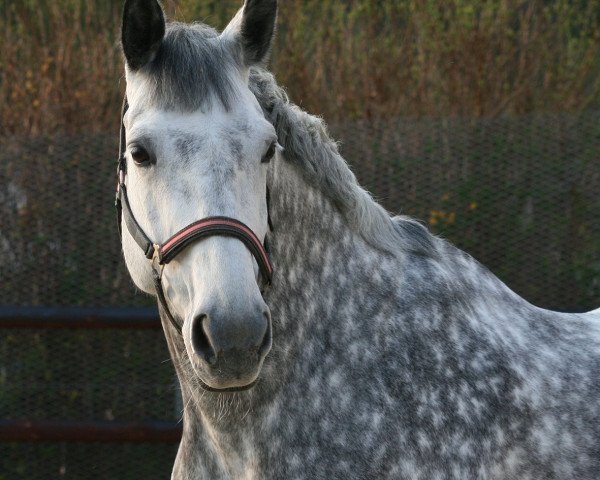 Zuchtstute Meerjuwel (Oldenburger, 1999, von Royal Diamond)