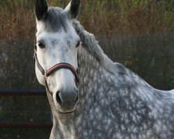 broodmare Meerjuwel (Oldenburg, 1999, from Royal Diamond)