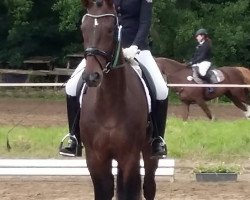 dressage horse Königin von Saba (Hanoverian, 2010, from Soliman)