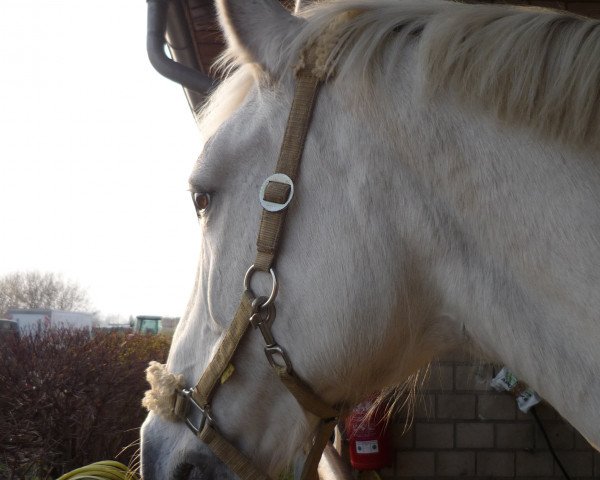 broodmare Fasera (Brandenburg, 1988, from Falkenstein)